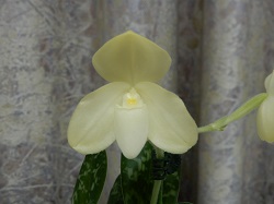 paph.concolor f album