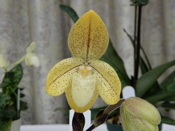 paph.concolor var.striatum