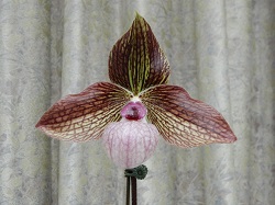 paph.Harold Koopowitz×micranthum