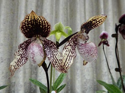 paph.Hung Sheng Tango