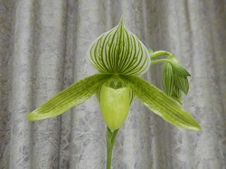 paph.Green Horizon