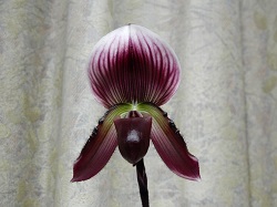 paph.callosum