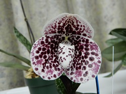 paph.bellatulum