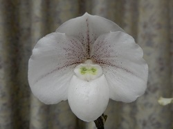 paph.Besnow‘Snow Pine’