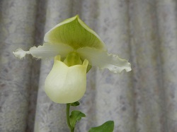 paph.Nike's Sunny Delight