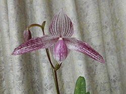 paph.Delrosi