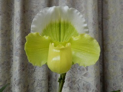 paph.Star Stone‘Isshiki’