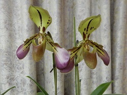 paph.tigrinum