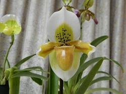 paph.exul‘Natsuyo’