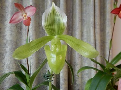 paph.tonsum f album