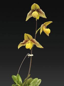 paph.Harold Koopowitz