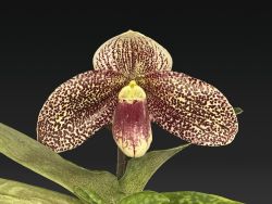 Paph.Evelyn Rollke