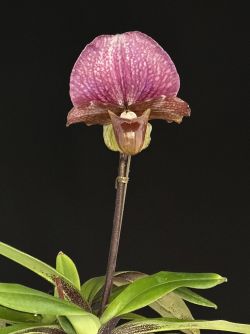 Paph.charlesworthii
