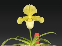 Paph.henryanum fma.album