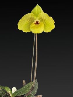 Paph.Norito Hasegawa
