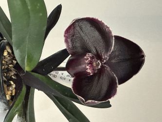 Paph. leucochilum
