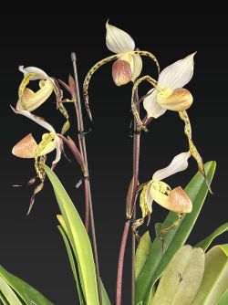 Paph. stonei