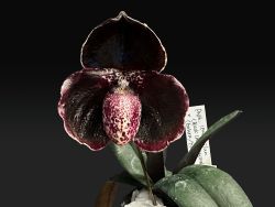 Paph. leucochilum