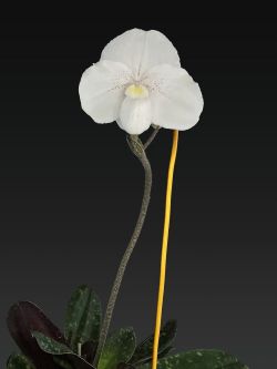 Paph.niveum‘Wichen’