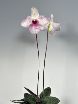 Paph.Lynleigh Koopowitz