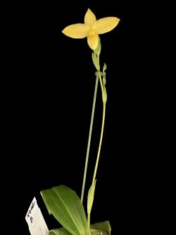 Phrag.besseae fma flavum