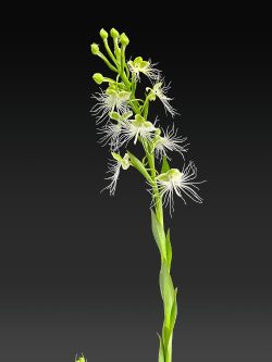 Pectabenaria Wow’s White Fairies