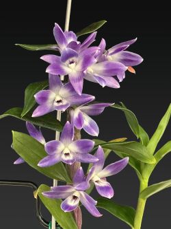 Den.victoria-reginae‘Golden Gate’