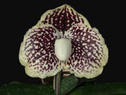 Paph.leucochilum ‘A-Frame’