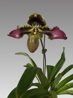 Paph.esquirolei ‘Titan’