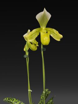 Paph. tonsum fma.alboviride ‘Green Jam’
