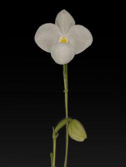 Paph.Magic Lantern ‘Super Cool’