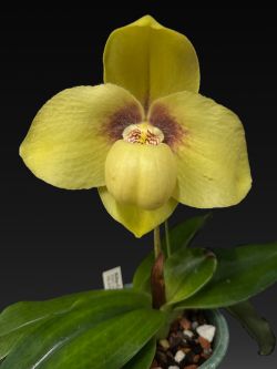 Paph.hangianum
