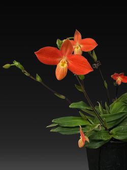 Phrag.besseae