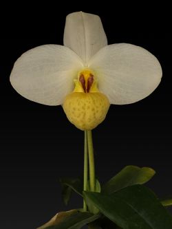 Phrag.emersonii