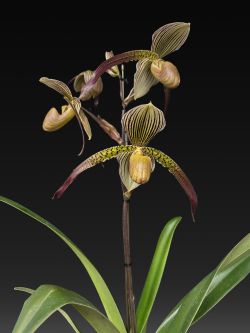 Paph. Shin-Yi Surprise