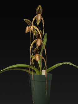 Paph. Prince Edward of York ‘Westminster’