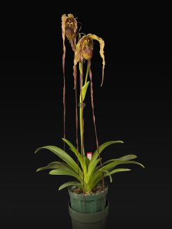 Phrag.humboldtii ‘Fortuna’