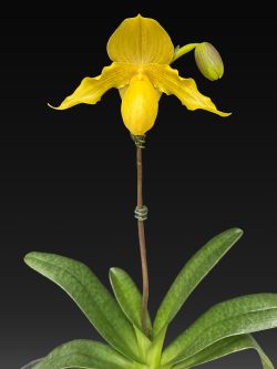 Paph.(In-Charm Goldollar×rothschildianum)