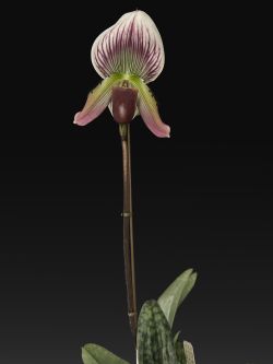 Paph.callosum