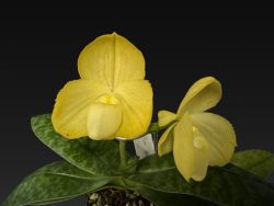 Paph.concolor fma.album