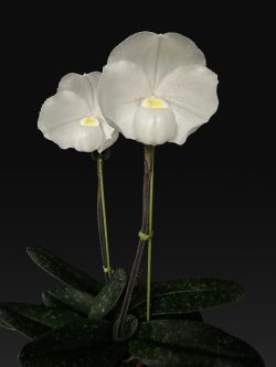 Paph.niveum