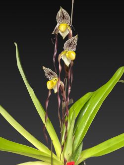 Paph.philippinense