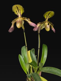 Paph.tigrinum