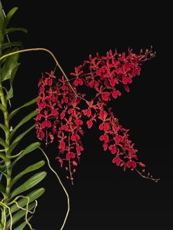 Ren.storiei var.philippinense