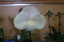 paph.niveum