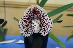 paph.bellatulum