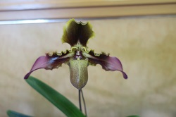 paph.esquilorei 'Taka'