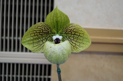 paph.malipoense