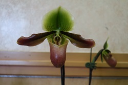 paph.mastersianum