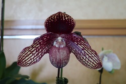 paph.Hung Sheng Tango